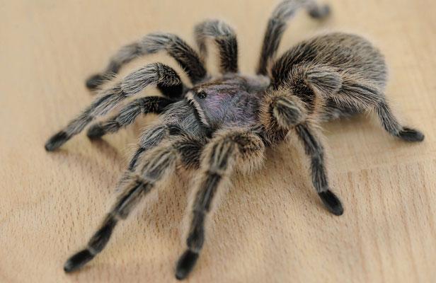 Astuces pour éloigner les araignées hors de votre maison Araign10
